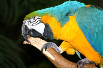 maccaw