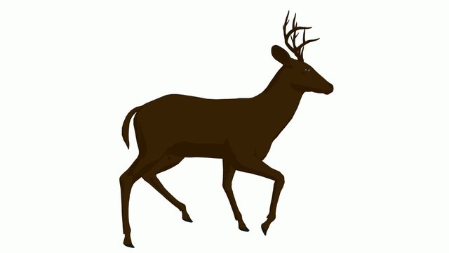 Deer Walking