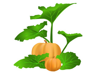 Illustration of a Pumpkin Patch