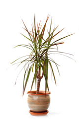 Small decorative tree isolated on a white