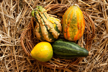 Zierkürbisse in einem Korb bei Tageslicht