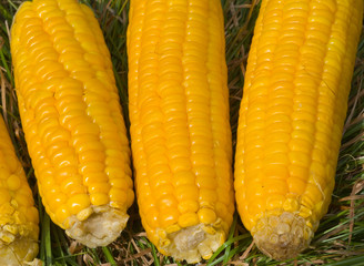 Corn ears 6