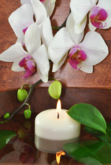 Obraz na płótnie Canvas Orchidee, Balance