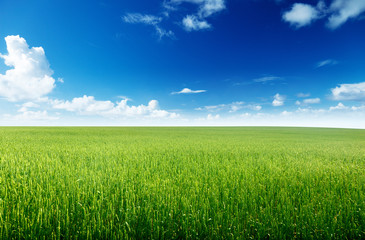 field of rye and sunny day
