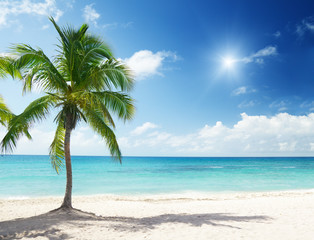 Naklejka na ściany i meble Caribbean sea and coconut palms