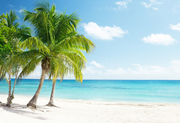 Fototapeta na wymiar Karaiby morze i palmy kokosowe