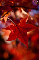 Autumnal ornamental red leaves