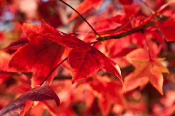 Autumnal ornamental red leaves