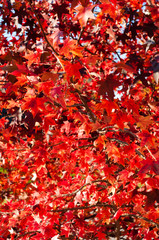Autumnal ornamental red leaves