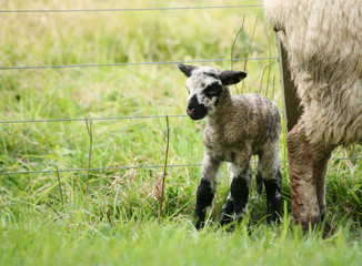 Naklejka premium Newborn lamb standing next to his mother