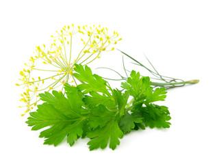 Fresh parsley on white background.