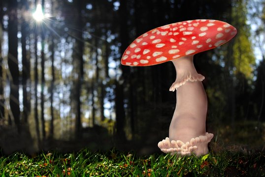 Fu&szlig;pilz
