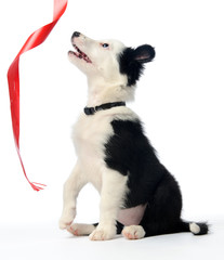 Puppy and red ribbon