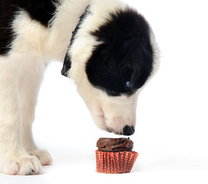 Puppy and chocolate cupcake