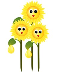 Sunflower with drops of sunflower oil on a white background