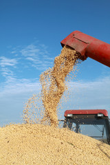 Naklejka premium Grain auger of combine pouring soybean into tractor trailer
