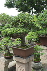 Fototapeta premium bonsai garden