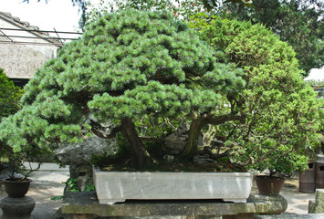 Fototapeta na wymiar cedar-style bonsai