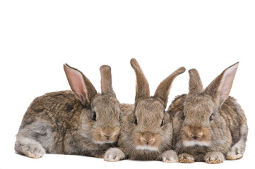 group of three baby brown rabbits isolated on white