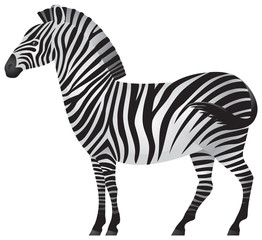 Zebra, African animal in vector