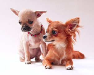 First date, couple of chihuahua puppies