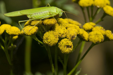 Długoskrzydlak sierposz Phaneroptera falcata