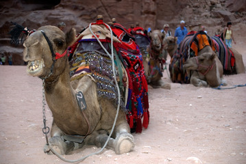 Camels, Petra, Jordan