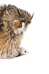owl with prey isolated on the white background