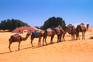 Fototapete Rund Karawane Sahara © Christian Knospe