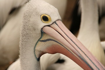 Pelican