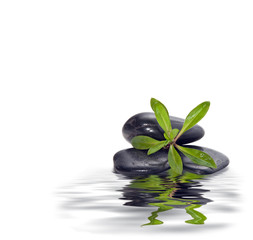 A handful of stones with the young green plants.