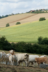 Obraz premium Paysage de campagne