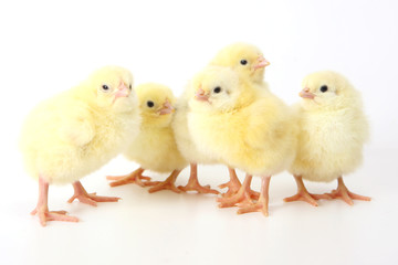 Five small yellow eastern chicken.