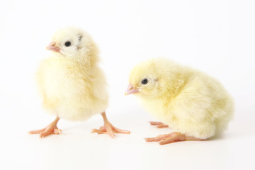 Two chicken