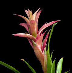 Guzmania