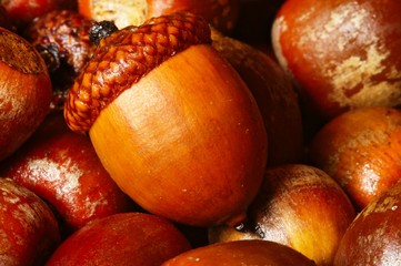 żołędzie © Edyta Żołędzka