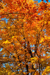 Nature Abstract - Maple Tree in Fall Colors