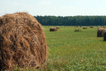 haystack rolls on a field