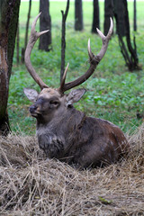 sika deer (Cervus nippon)