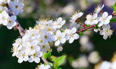 white blossoming cherry tree twig