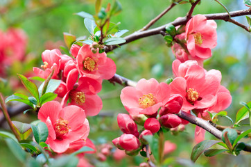 Fototapeta na wymiar red spring blossom