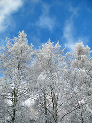 winter trees