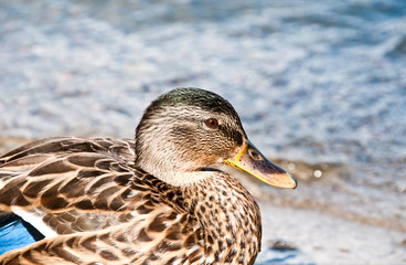 Ente