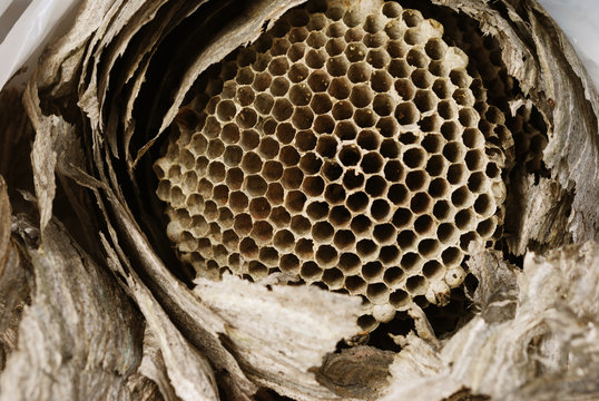 vespine  honeycomb