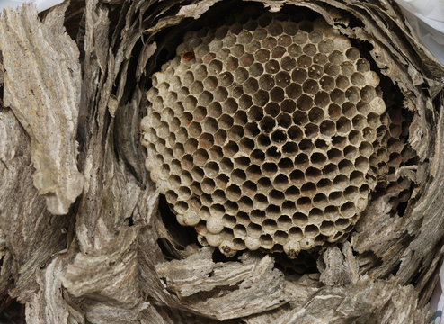 vespine  honeycomb