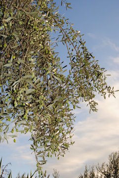 La récolte des olives.