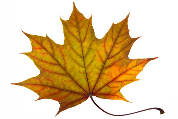 ein Herbstblatt