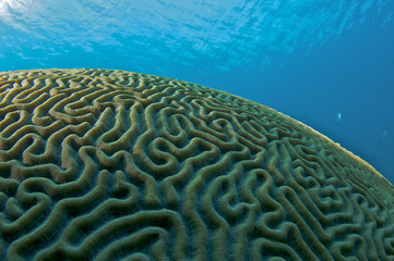 Fototapeta premium Brain Coral, picture taken in south east Florida