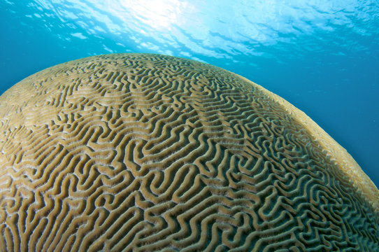 Brain Coral, picture taken in south east Florida