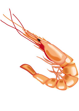 gamba, marisco crust&aacute;ceo